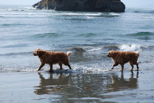 Goldens at the beach
