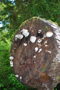 Fungus on a tree stump
