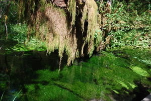 Moss laden water
