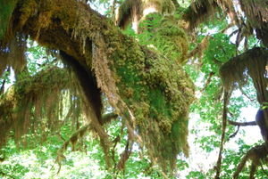 Moss blanket over a tree branch