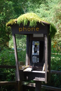 Even the phone booth has moss