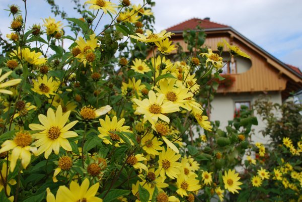 Pretty yellow flowers at Penzion Berc