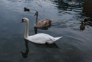 Swans on Lake Bled