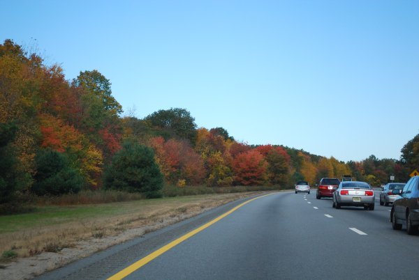 Fall leaves on our drive to Concord
