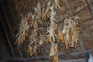 Corn drying in the rafters of the ceiling