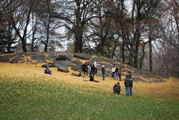 Yellow leaves in Central Park