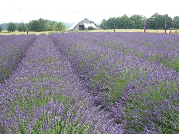 A lavender farm