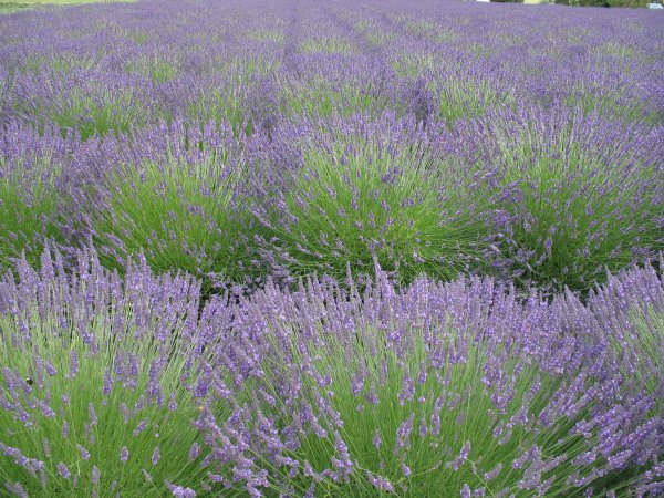 Lots of lavender