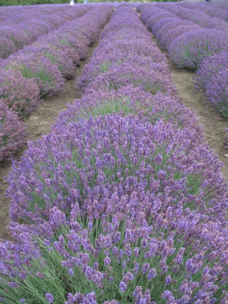 Rows of lavender