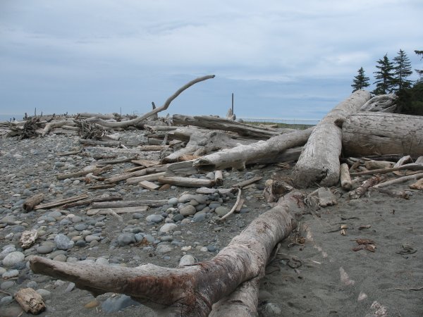 Driftwood on the Dungeness Spit