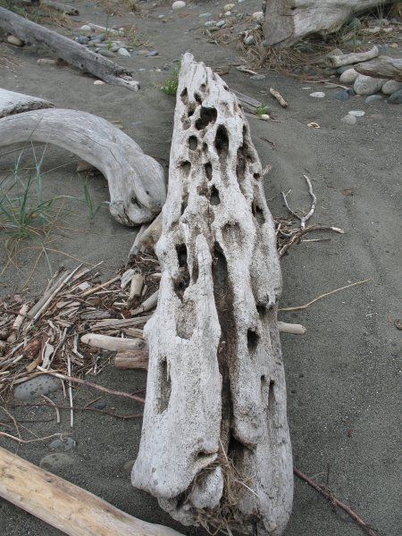 More driftwood