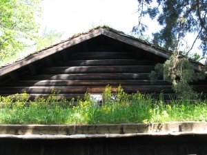 Grass growing on the roof of one of the preserved buildings