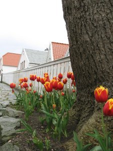 Tulips in Skudeneshavn