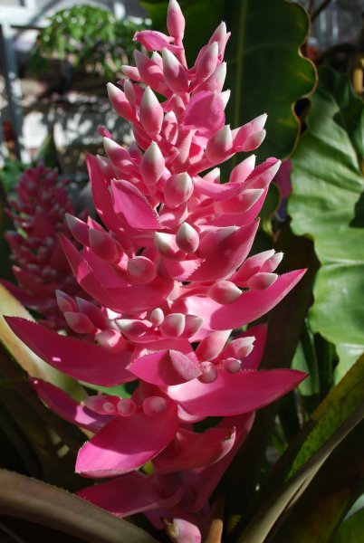 Pink flower at Fairchild Tropical Garden