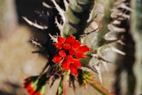 Desert flower at Fairchild Tropical Garden