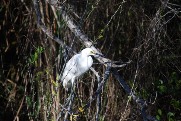 Bird at Everglades National Park