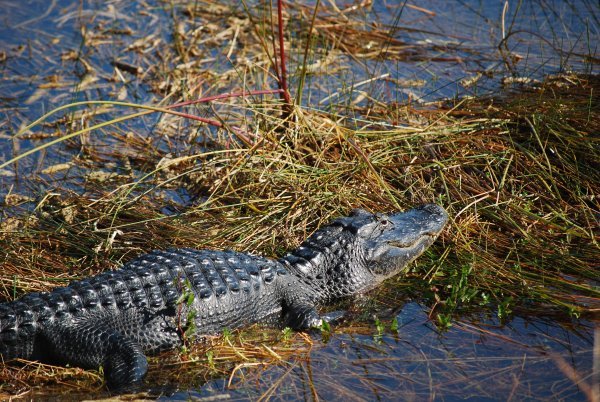 Another alligator at Everglades National Park