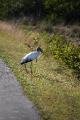Bird on the side of the road at Everglades National Park