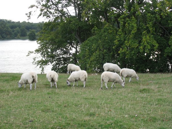 Sheep at Blenheim