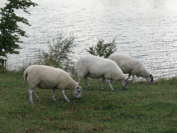 Three sheep lined up perfectly at Blenheim