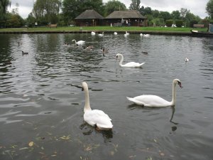 Many swans on the River Avon