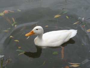 Duck on the River Avon