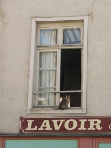 Kitty in a window in Chartres