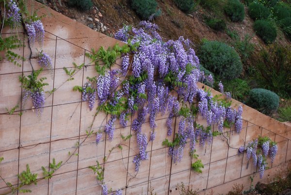 Purple flowers at the Generalife Gardens at the Alhambra