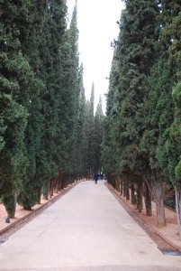 Tree lined walkway of the Alhambra