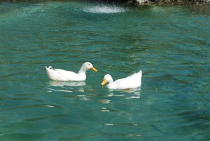 Ducks enjoying the water at Parc de la Ciutadella