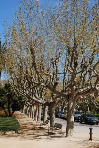 Trees at Parc de la Ciutadella 