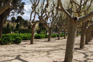 Trees at Parc de la Ciutadella 