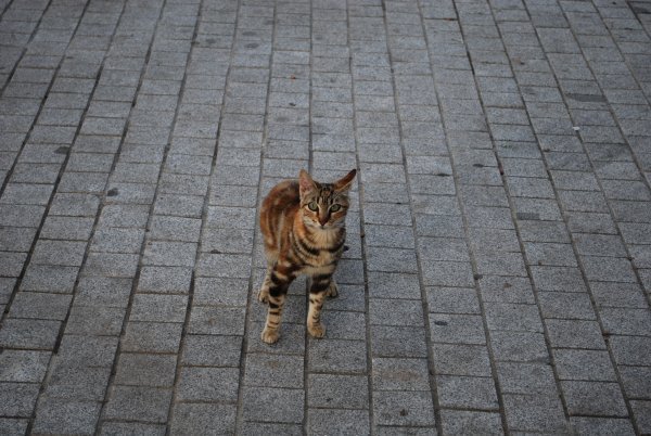 One of the cats we saw in Nerja
