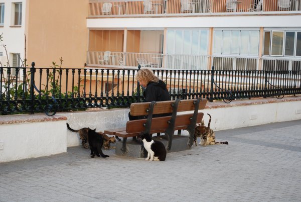A women feeding the homeless kitties in Nerja