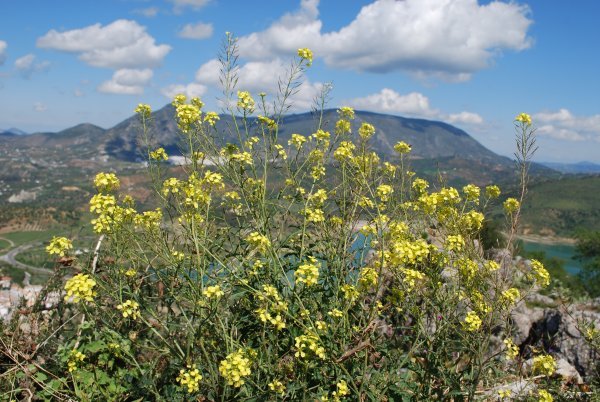 Yellow flowers in Zahara
