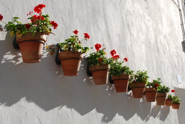 Flowers on the wall in Arcos de la Frontera