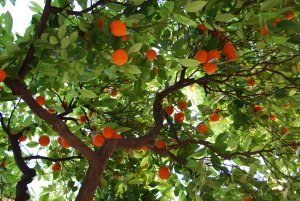 Orange tree in Sevilla