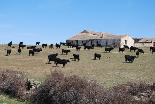 Cows grazing in the Spanish countryside