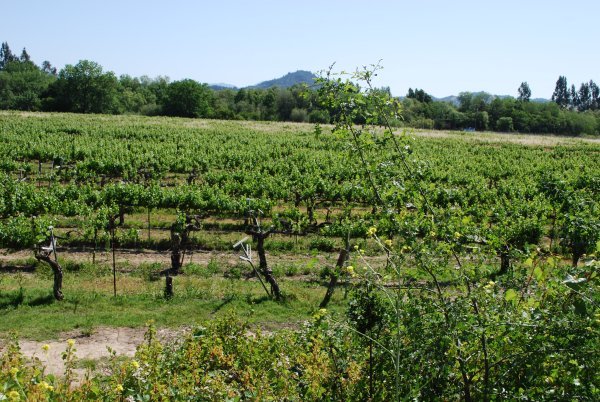 Vineyards of Healdsburg