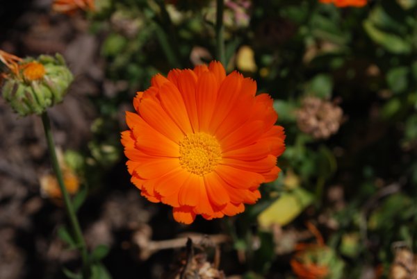 Orange flower at Storybook Mountain Vineyard