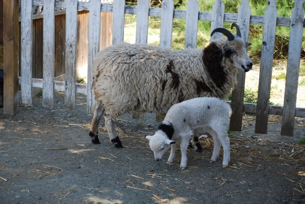Sheep at The Old Faithful Geyser of California