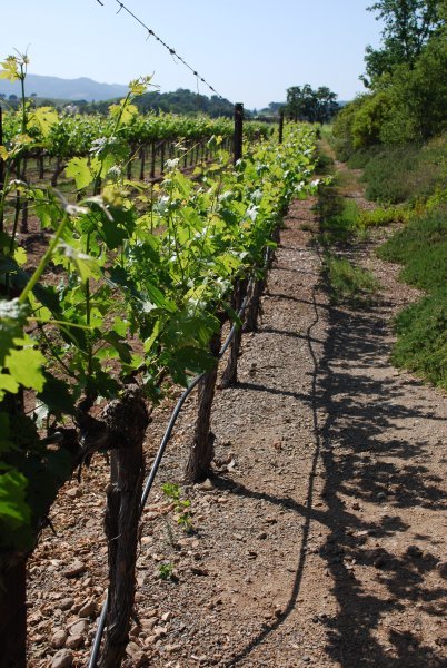 The vineyards at Mumm Napa