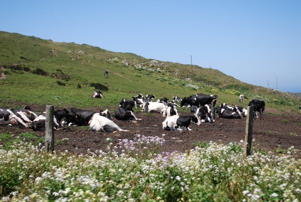 Cows at Point Reyes National Seashore