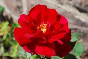 Red flower in Sonoma