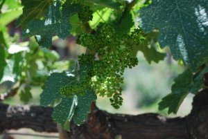 Tiny little grapes growing at Benziger Family Winery