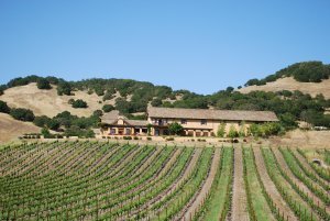 Another vineyard near Domaine Carneros