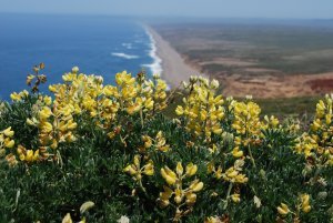 Yellow flowers at Point Reyes National Seashore
