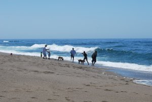 Dogs and their people playing at Point Reyes Beach South