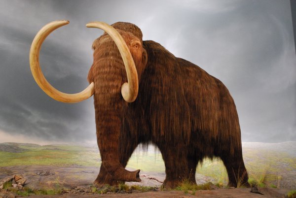 Woolly Mammoth at the Royal BC Museum