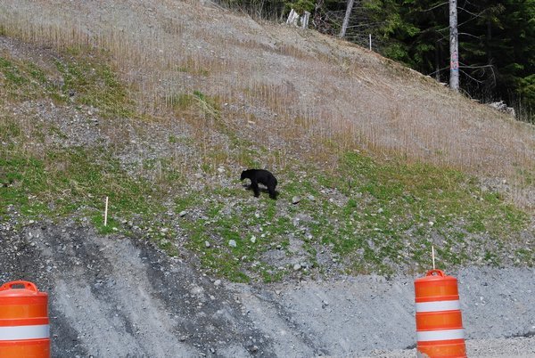Black bear we saw on the side of the road as we drove towards Port Renfrew